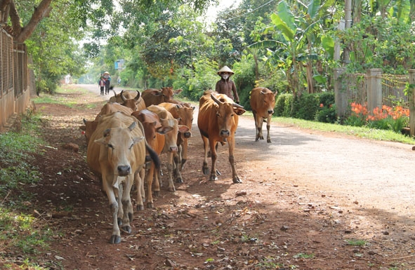 Chăn nuôi bò quy mô nông hộ ở xã Cư Êbur, TP. Buôn Ma Thuột. 
