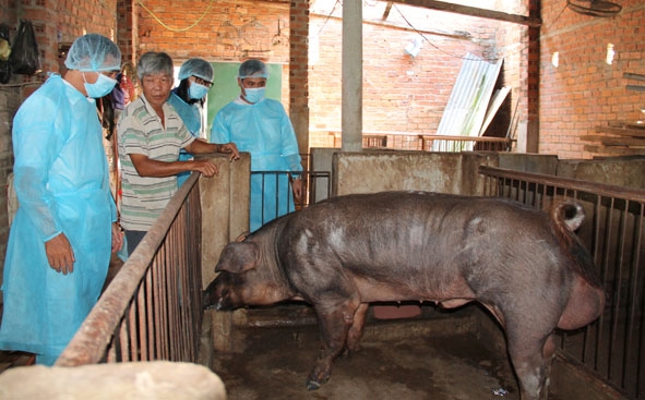 Cán bộ chăn nuôi đi bình tuyển heo đực giống  để rà soát lại  chất lượng  đàn heo giống trên địa bàn tỉnh.  