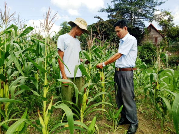 Ông Trương Công Thắng (phải), Chủ tịch Hội CCB xã Ea Trang trao đổi kinh nghiệm  sản xuất với hội viên.  