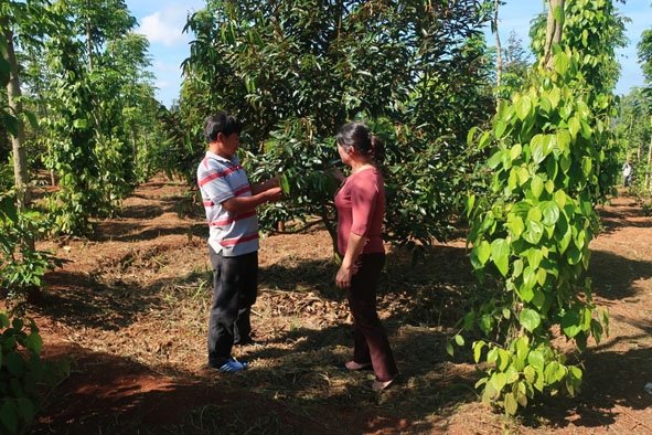 Mô hình trồng xen tiêu và cây ăn trái của nông dân phường An Lạc (thị xã Buôn Hồ). 