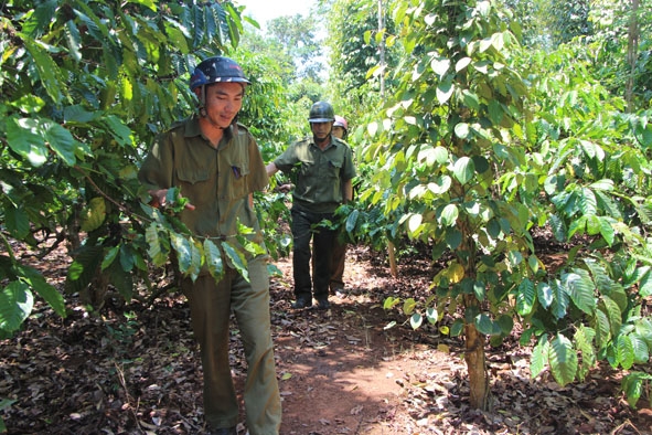 Công an xã Ea Hu, huyện Cư Kuin tuần tra trong mùa thu hoạch nông sản. 