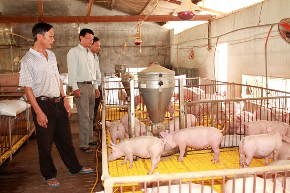 Một hộ  chăn nuôi heo trang trại trên địa bàn xã Ea Kmút duy trì được số lượng đàn nuôi  nhờ áp dụng kỹ thuật  chăn nuôi khép kín,  an toàn  dịch bệnh.    