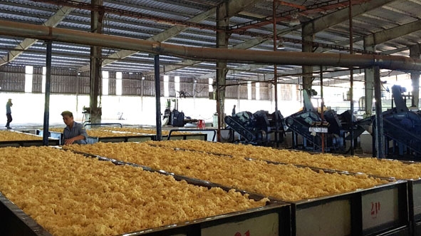 Chế biến mủ của Công ty TNHH Cao su Đắk Lắk tại Lào. 