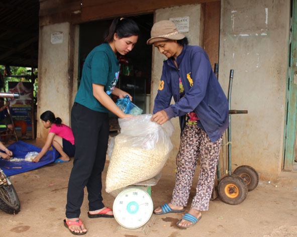 Chị H’Bay Hđơk (bìa trái) đang kiểm tra hạt điều của bà con sau khi được tách vỏ lụa. 