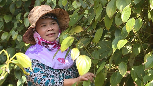 Bà Nguyễn Thị Tuyết Trinh chăm sóc vườn tiêu gia đình.