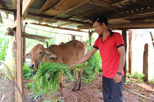 Hộ anh  Y Kruốt Mlô  có cơ hội  thoát nghèo khi được tặng  2 con bò giống.  