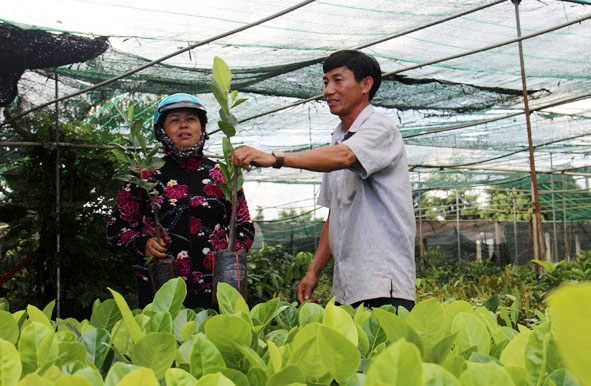 Ông Nguyễn Bá Phương hướng dẫn kỹ thuật chọn cây giống và cách thức chăm sóc cây mít thái siêu sớm cho khách hàng.