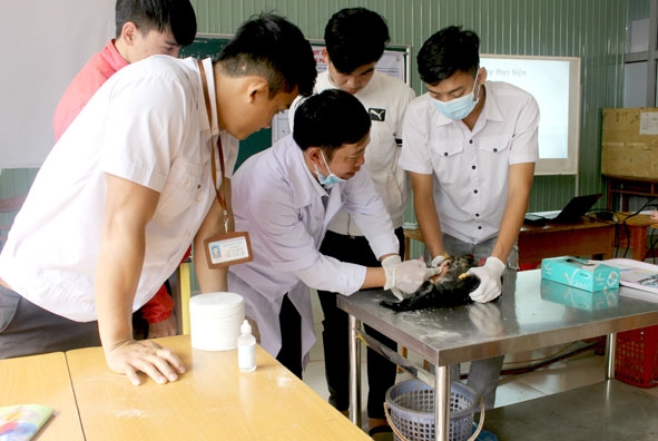 Giảng viên hướng dẫn sinh viên Thú y học thực hành trên vật nuôi. (Ảnh do trường cung cấp)