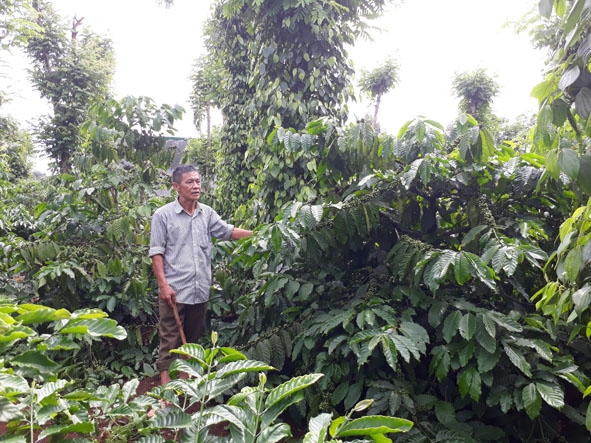 Thương binh Đàm Văn Hinh (thôn Kim Phát, xã Hòa Hiệp, huyện Cư Kuin) chăm sóc vườn cây của gia đình. Ảnh: M.Hằng