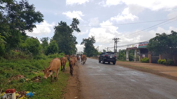 Đường giao thông bị lấn chiếm là một trong những nguyên nhân dẫn đến tình trạng mất trật tự an toàn giao thông nông thôn.  