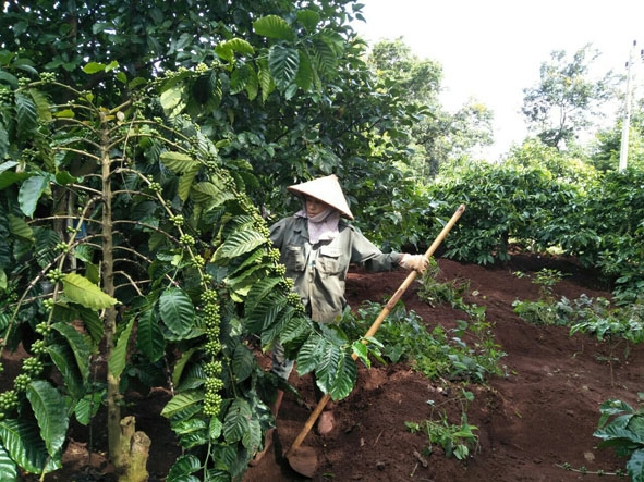 Nhờ tham gia “Tổ làm công” chị Dương Thị Nhàn đã có thêm thu nhập,  ổn định cuộc sống. 