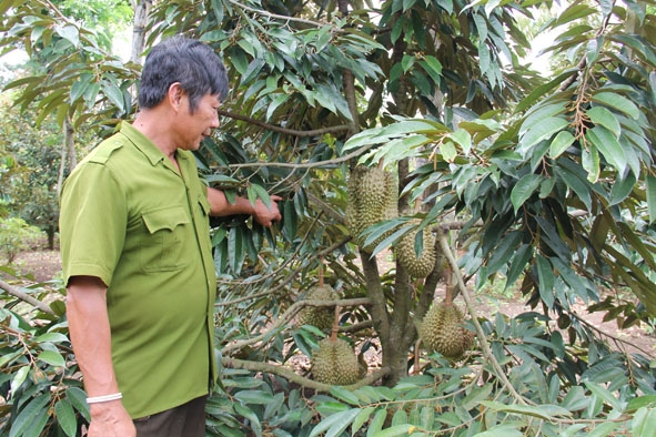 Phát triển cây sầu riêng trên địa bàn huyện Krông Pắc. 