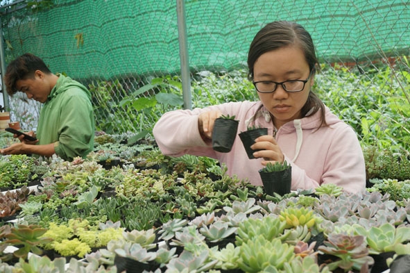 Khách đến mua sen đá tại vườn anh Trinh.