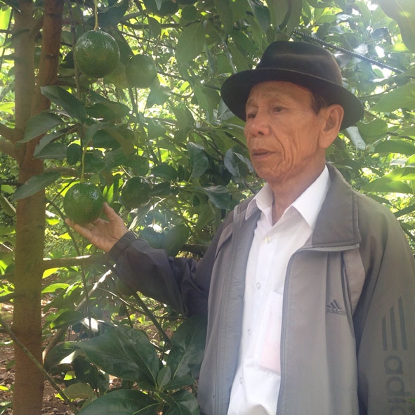 Ông Nguyễn Văn Liên trong vườn bơ Booth của gia đình. 