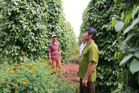 Vườn tiêu canh tác theo chứng nhận FLO của HTX Sản xuất dịch vụ nông nghiệp Thăng Tiến (xã Hòa An, huyện Krông Pắc). 