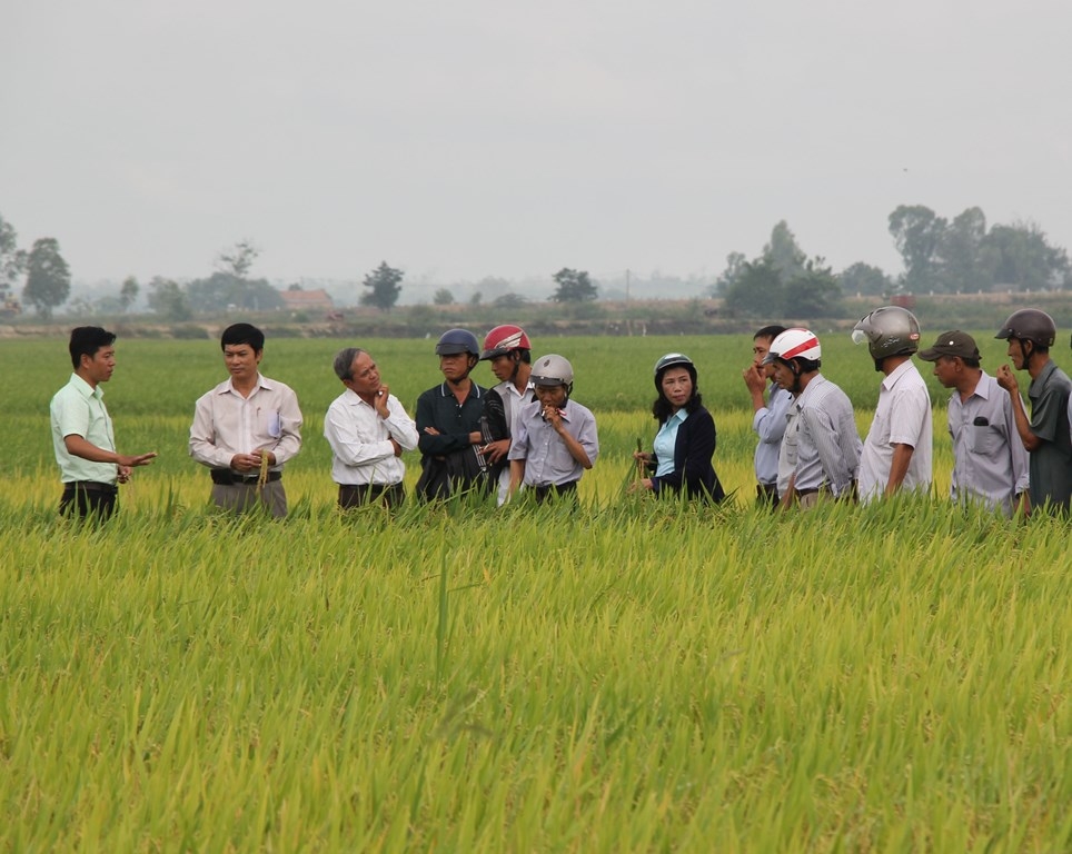 Bà con nông dân tham quan mô hình sản xuất lúa chất lượng cao tại xã Bình Hòa, huyện Krông Ana