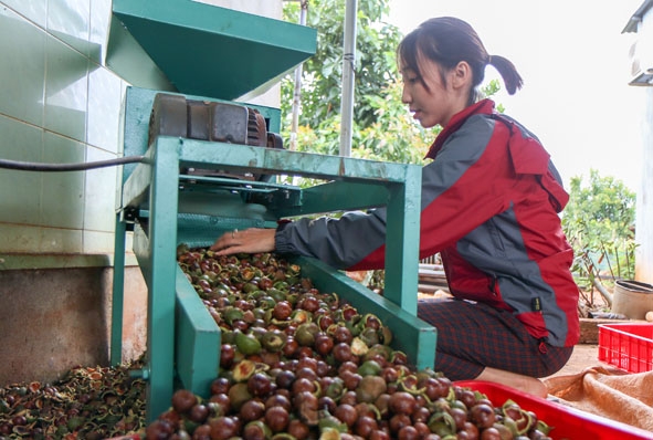 Sơ chế hạt mắc ca tươi tại một cơ sở ở huyện Krông Năng.  