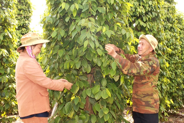 Dù mang thương tật nhưng ông Lương Văn Sâm (thôn Ea Kroa, xã Cư Né, huyện Krông Búk) là gương sáng làm kinh tế giỏi.  Ảnh: N. Xuân