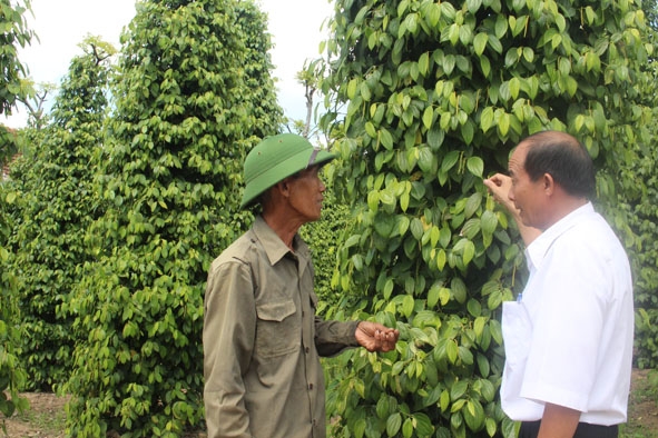 Ông Nguyễn Lưu Đoàn (bìa trái) giới thiệu mô hình phát triển kinh tế của gia đình. Ảnh: L.Anh