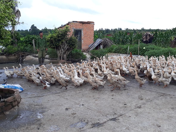 Cựu chiến binh Trần Văn Hiền chăm sóc đàn vịt của gia đình. 