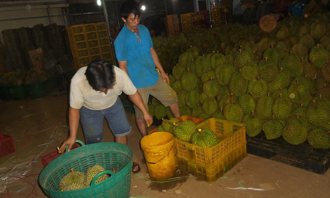 Sầu riêng tẩm hóa chất tại một cơ sở trên địa bàn huyện Krông Pắc bị Cảnh sát môi trường phát hiện vào năm 2015.  Ảnh: M.Quý