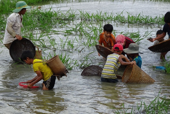 Nhiều em nhỏ đi  bắt hến cùng  bố mẹ.  