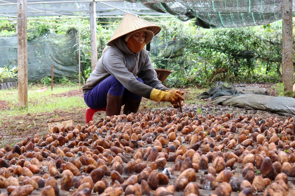 Vườn ươm cây giống sầu riêng của anh Triệu Văn Thuần.