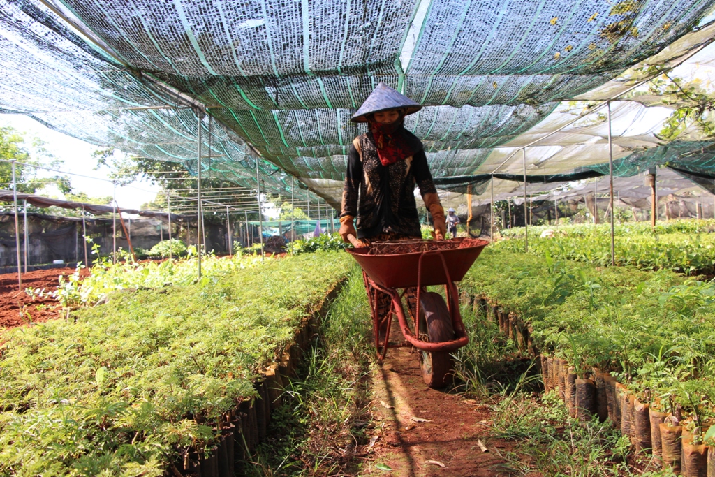 Mô hình phát triển kinh tế từ ươm cây giống của hội viên nông dân xã Hoà Thắng.