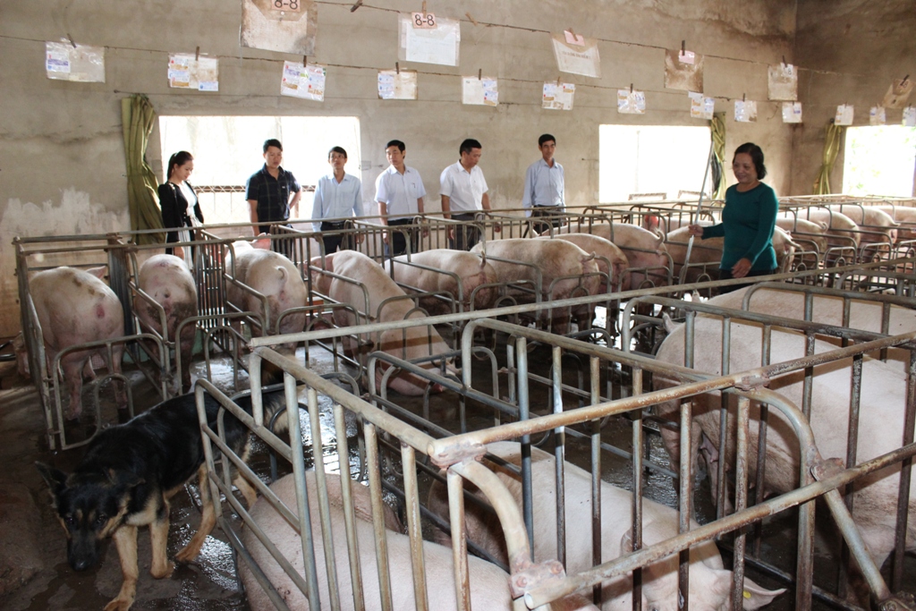 Trang trại chăn nuôi lợn của gia đình chị Nguyễn Thị Hương ở thôn Kim Phát.