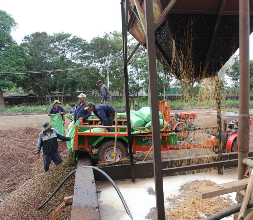 Một cơ sở chế biến ướt cà phê tại huyện Cư M’gar. 