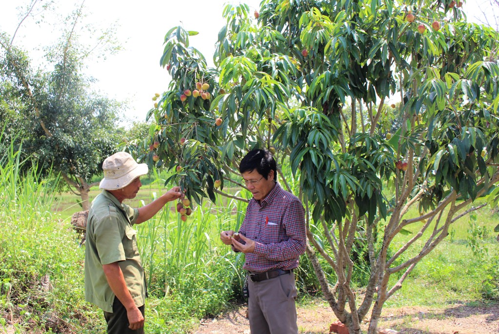 Mô hình trồng cây ăn quả  kết hợp nuôi trồng luân canh cá - lúa  của ông Hà Đình Việt (bìa trái).