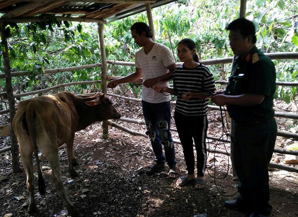 Cán bộ Ban CHQS huyện Cư M’gar hướng dẫn chị H’Bă Ayun cách chăn nuôi bò. 