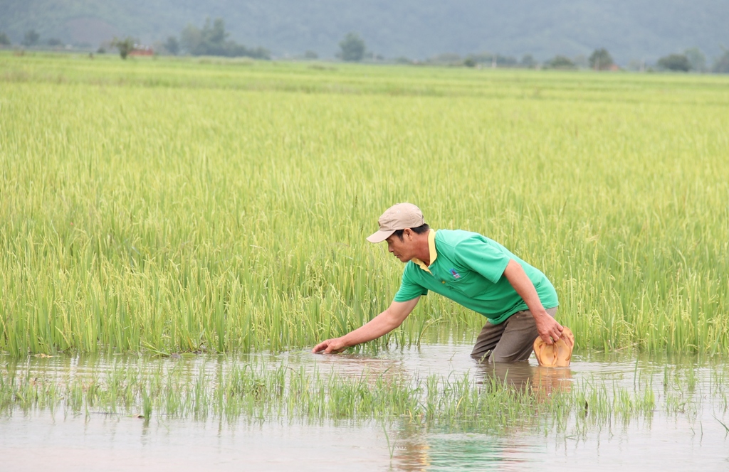 Người dân ở xã Buôn Triết kiểm tra tình hình lúa đang bị ngập nặng.