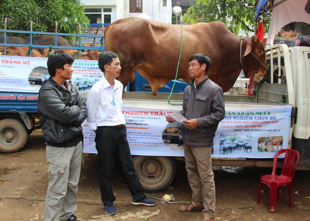 Người dân huyện Ea Kar tìm hiểu về giống bò lai.