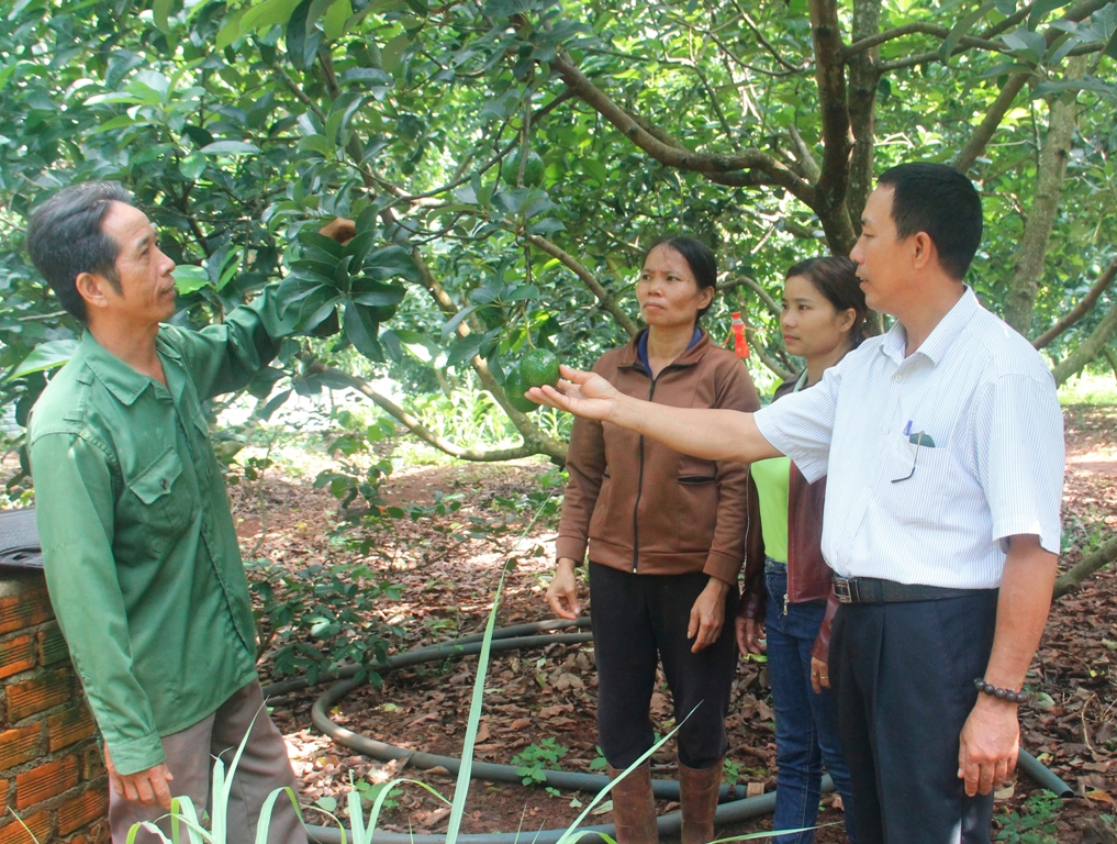 Vườn bơ của anh Nguyễn Văn Viện (bìa trái) bị giảm sản lượng đáng kể do thời tiết bất lợi.