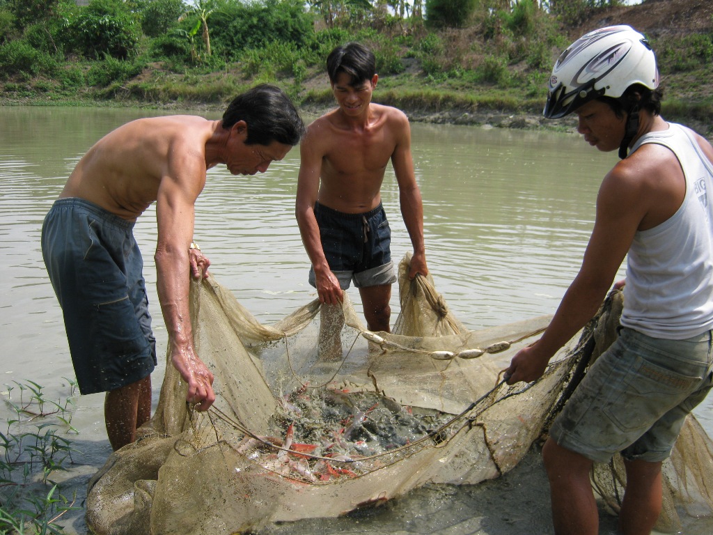 Mô hình nuôi cá lăng đuôi đỏ của người dân xã Hòa Phú (TP. Buôn Ma Thuột).