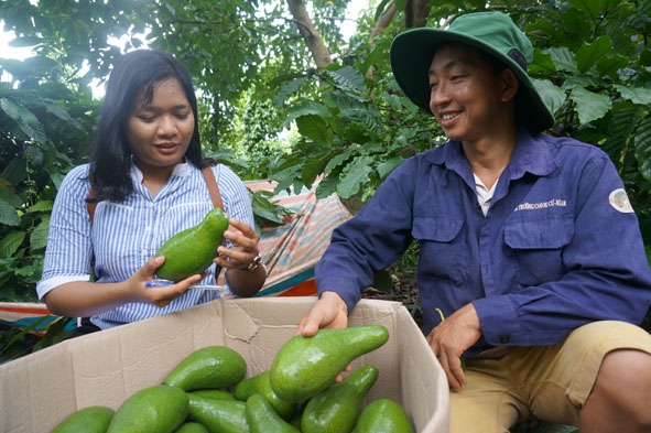 Anh Trần Xuân Trung (thôn 3, xã Ea Kpam, huyện Cư M’gar) thu hoạch bơ niên vụ 2018.