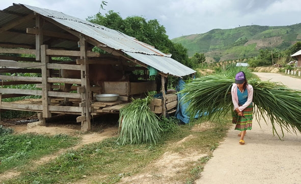 Người dân đi cắt cỏ về cho trâu, bò. 