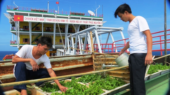 Trồng  rau xanh  ở Nhà giàn DK1. 