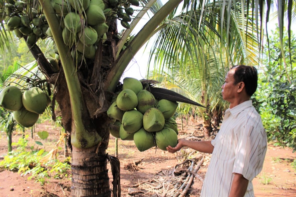 Cây dừa góp phần hồi sinh vùng đất trũng của ông Bùi Sim (thôn Tiến Phát, xã Quảng Tiến, huyện Cư M’gar).