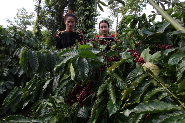 Hợp tác xã Nông nghiệp Công Bằng Ea Kmat, xã Hòa Đông gắn phát triển kinh tế với giữ gìn văn hóa bản sắc dân tộc.