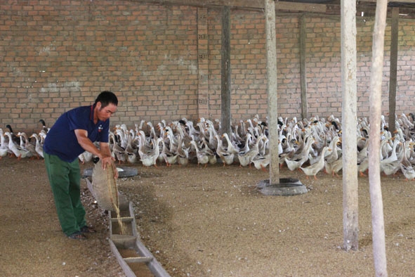 Mô hình chăn nuôi vịt đẻ trứng của gia đình ông Trần Đình Phi.