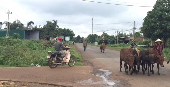 Một người tham gia giao thông ở xã Ea Tul không bật tín hiệu đèn khi đi từ đường nhánh ra đường chính. 