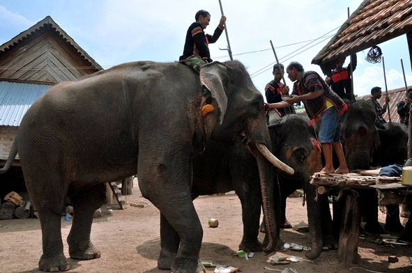 Thực hiện nghi lễ cúng sức khỏe cho voi.
