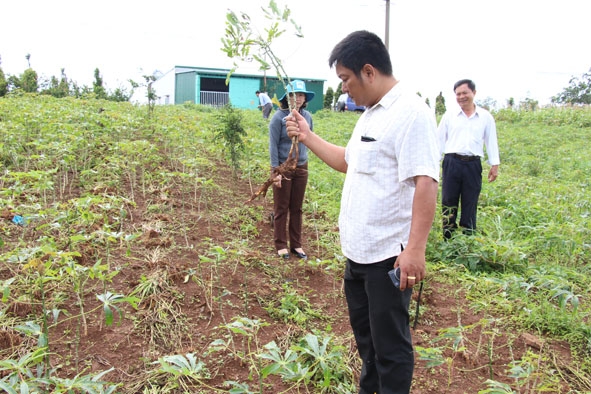 Một vườn sắn bị bệnh khảm lá sắn ở huyện Ea H’leo.