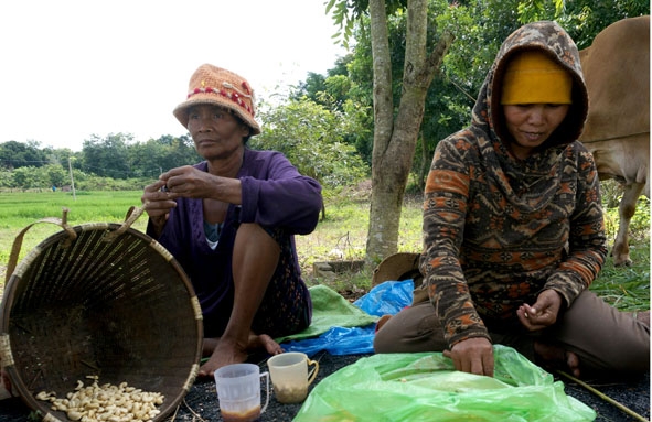 Tranh thủ lúc nông nhàn, chị em nhận tách nhân hạt điều để tăng thu nhập.
