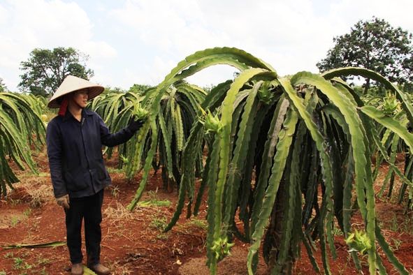 Sản xuất thanh long quy mô nông hộ ở xã Cư Êbur, TP. Buôn Ma Thuột.  