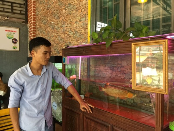 Anh Phạm Thế Thành theo dõi sức khỏe của cá rồng huyết long. 
