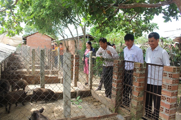 Trang trại chăn nuôi heo rừng của thành viên HTX Dịch vụ tổng hợp chăn nuôi heo rừng Ea Sar.