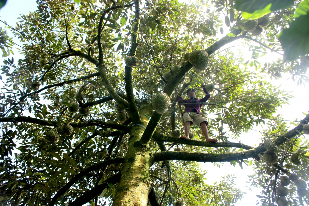 aaaa